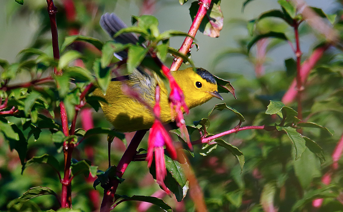 Wilson's Warbler_J4X1849