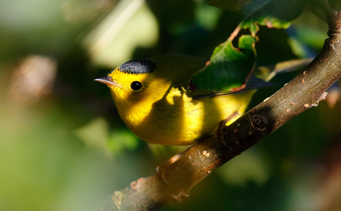 Wilson's Warbler_J4X1860