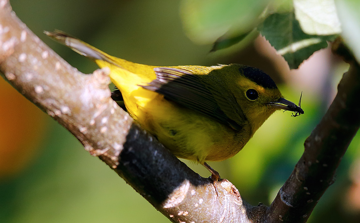Wilson's Warbler_J4X1865