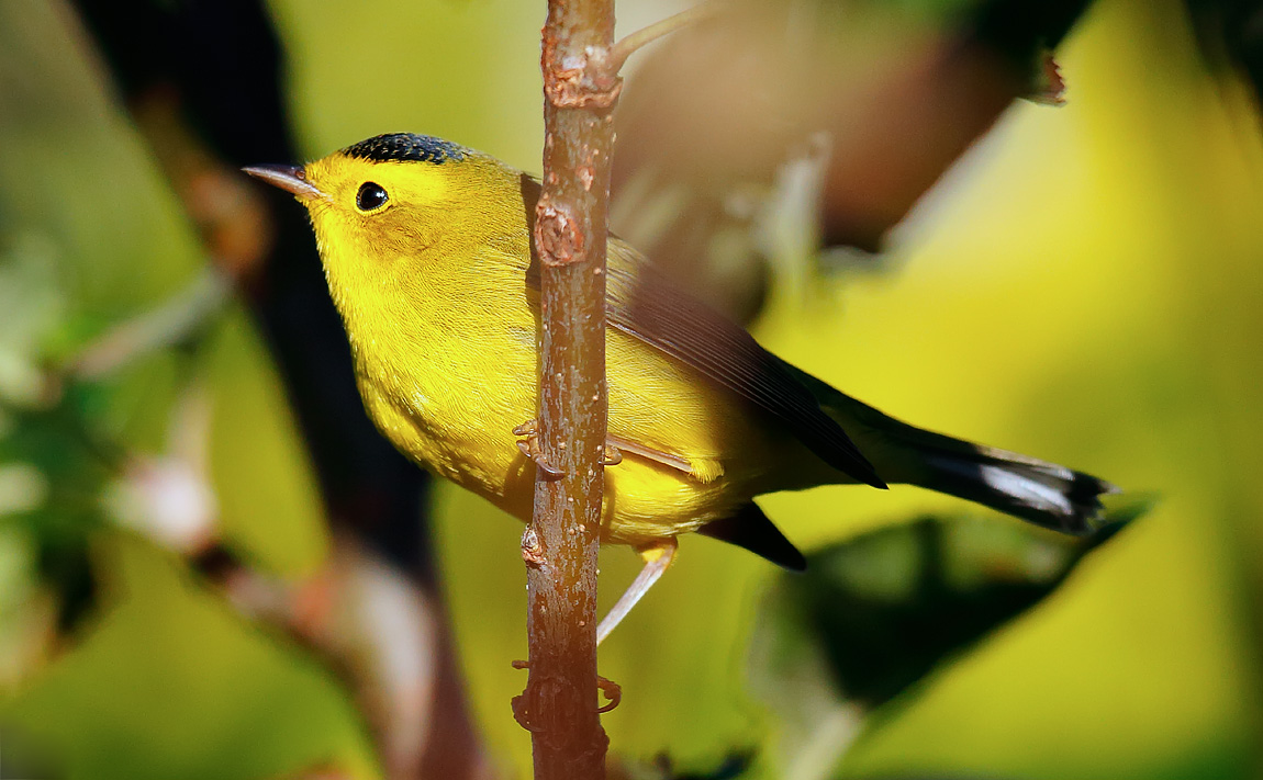 Wilson's Warbler_J4X1948