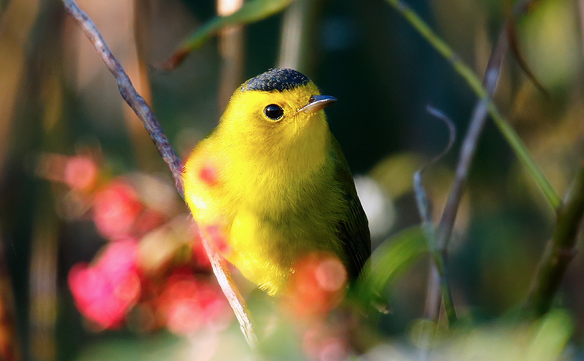 Wilson's Warbler_J4X1975
