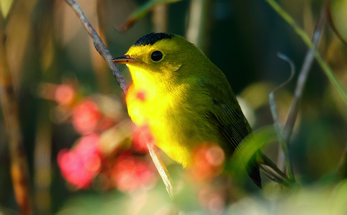 Wilson's Warbler_J4X1982