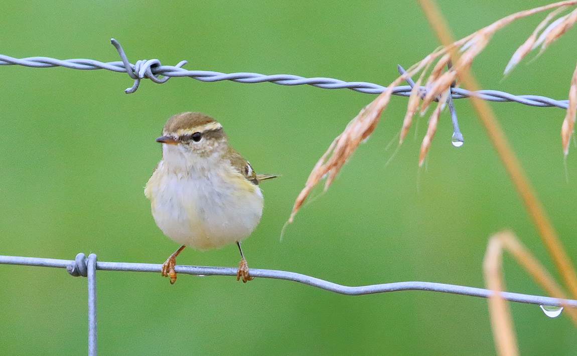YBW_S1Q0156