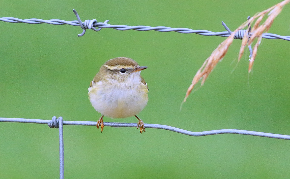 YBW_S1Q0170