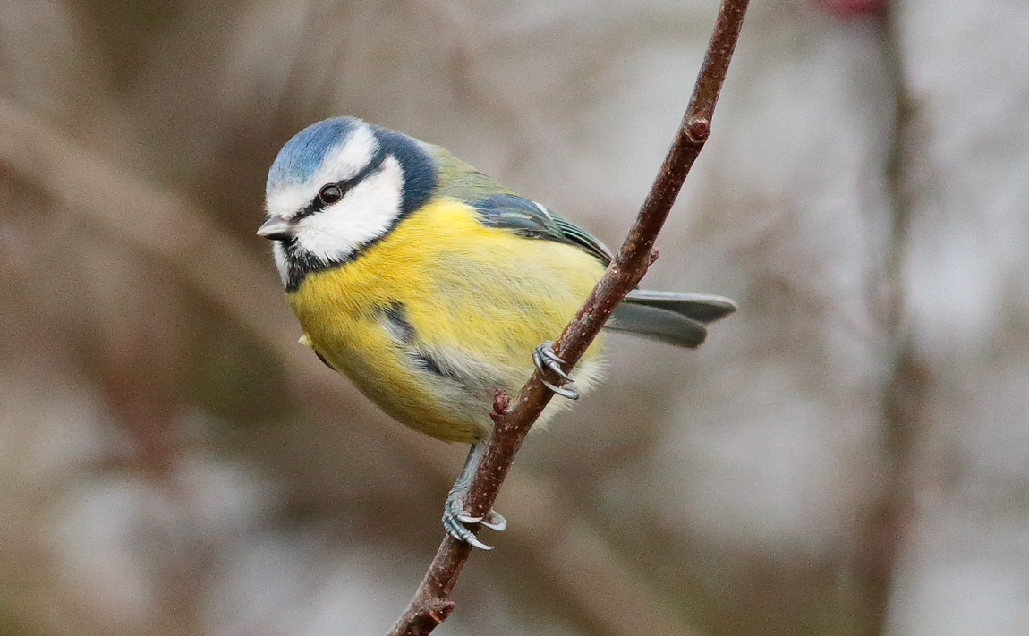 Blue Tit_S1Q1825
