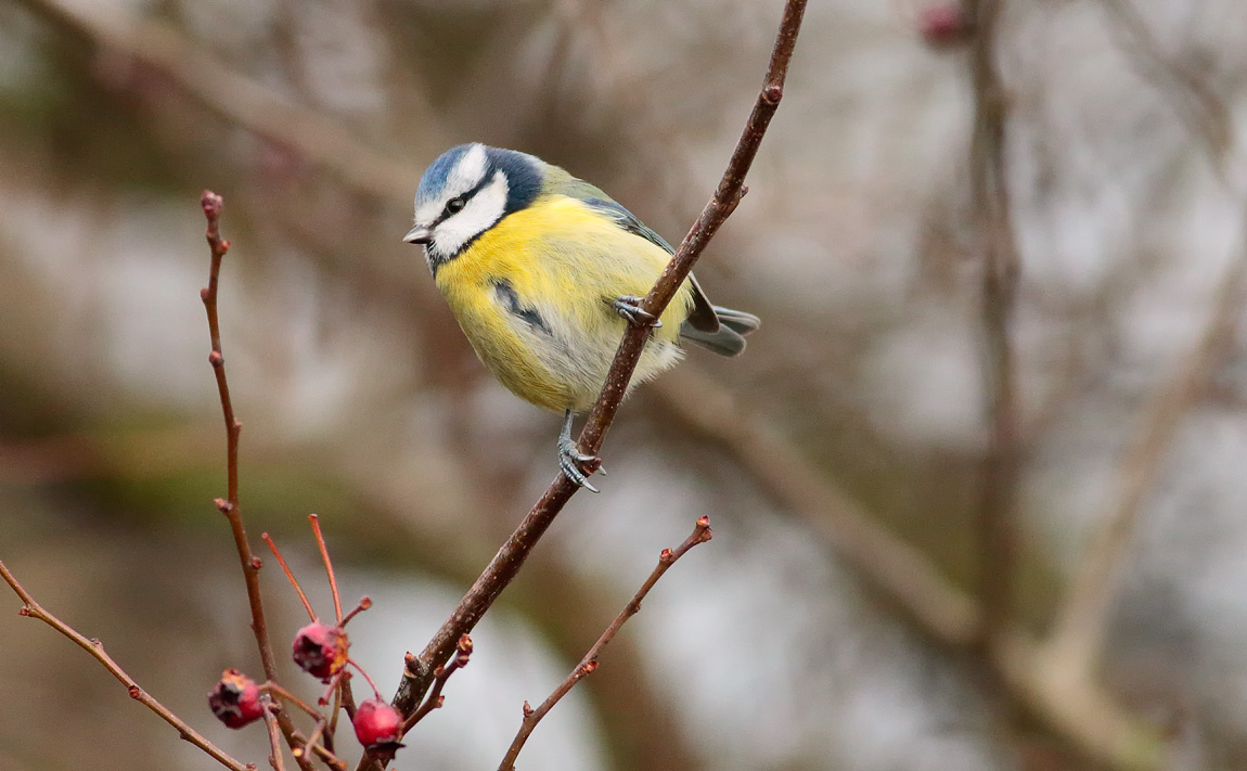 Blue Tit_S1Q1853