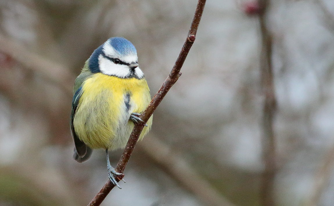 Blue Tit_S1Q1854