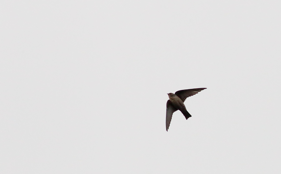 Crag Martin_S1Q1199