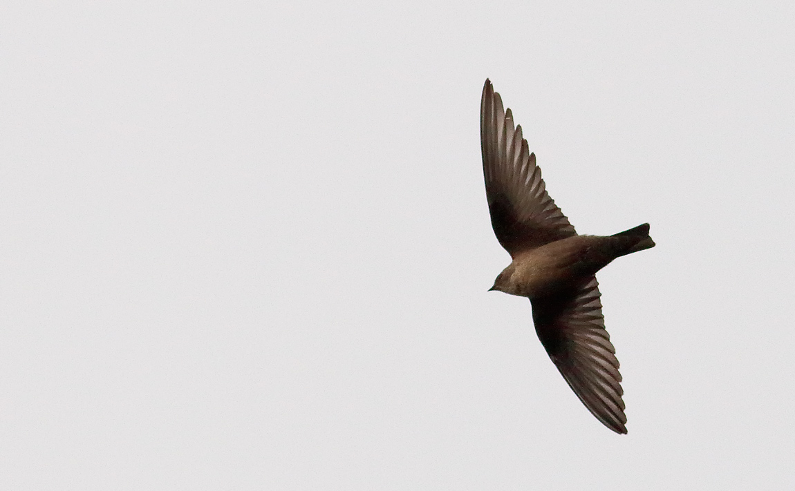 Crag Martin_S1Q1218