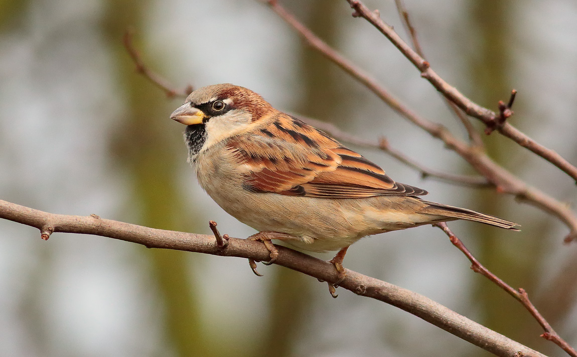 House Sparrow_S1Q1699