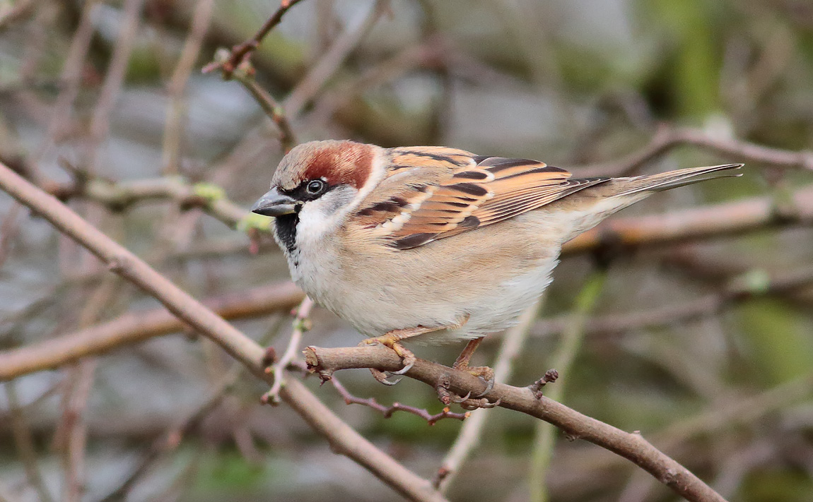 House Sparrow_S1Q1701