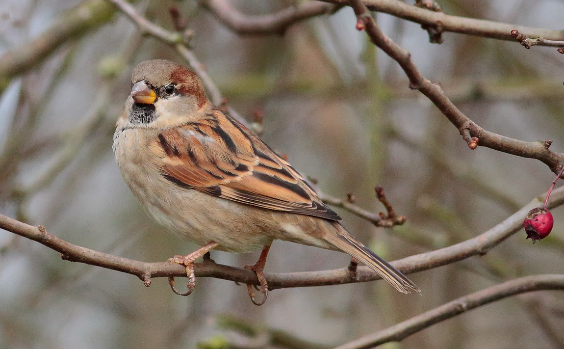 House Sparrow_S1Q1772