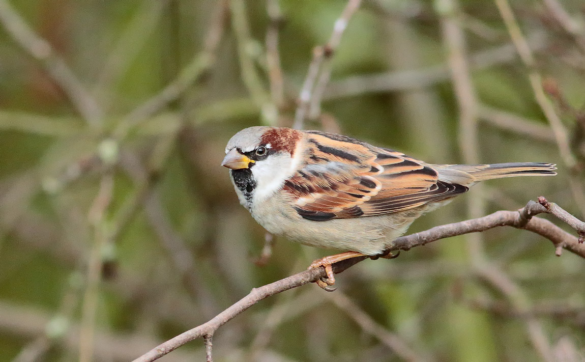 House Sparrow_S1Q1782