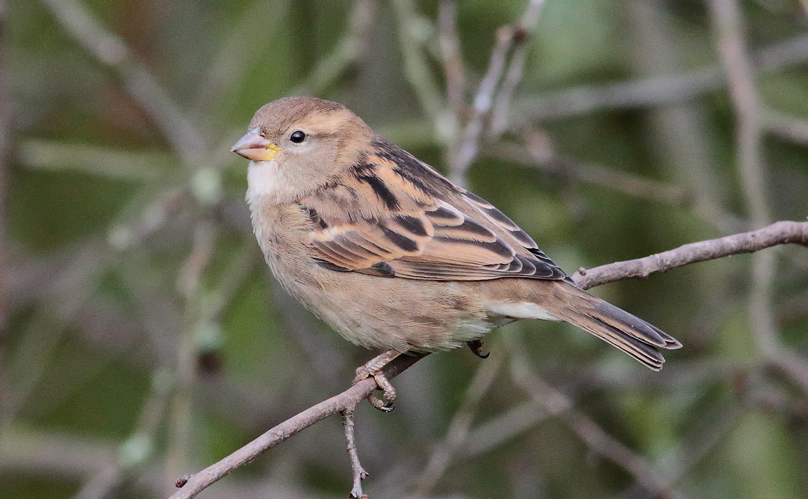 House Sparrow_S1Q1785