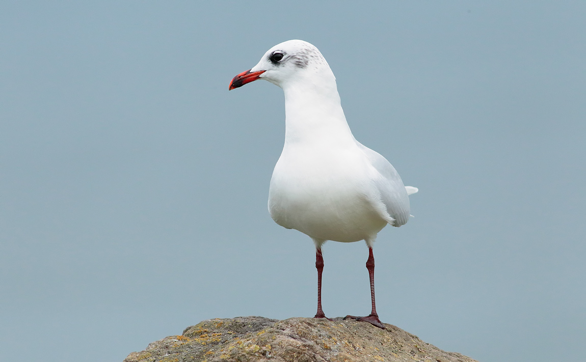 Med Gull_S1Q1289