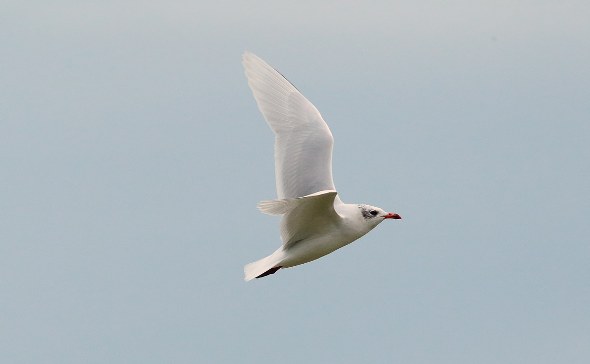 Med Gull_S1Q1295
