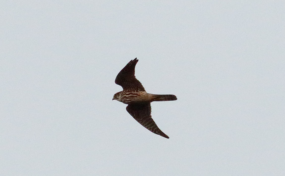 Merlin _S1Q1243