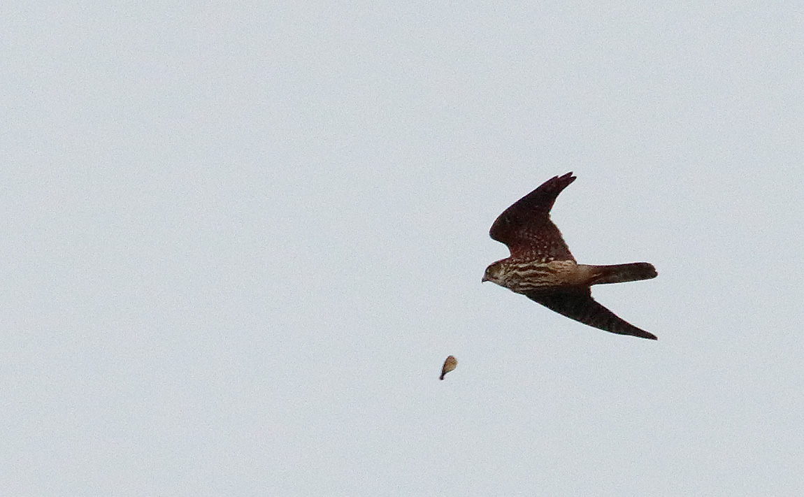 Merlin_S1Q1244