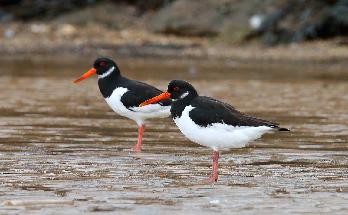 Oystercatcher_J4X2708