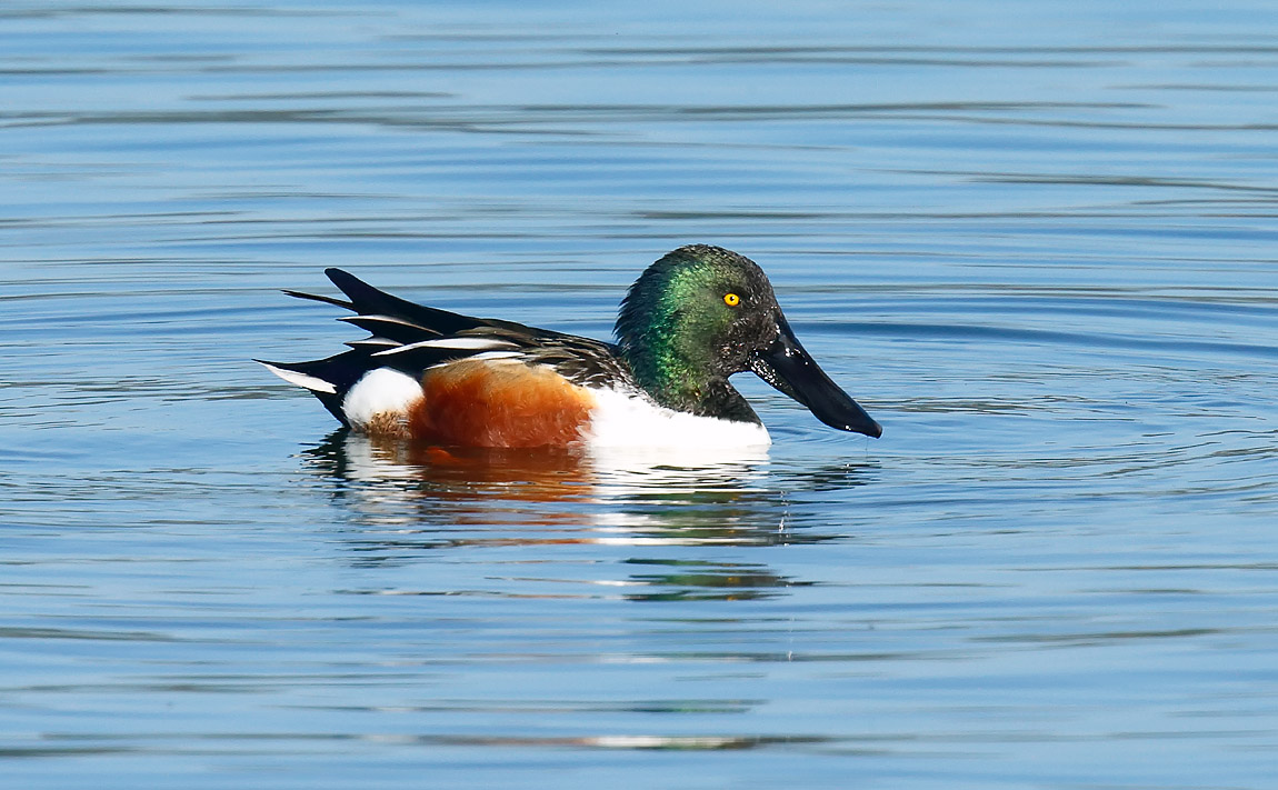 Shoveler_J4X2295