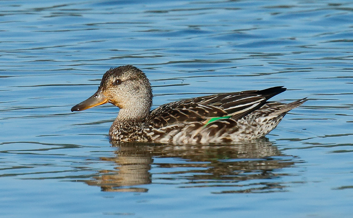 Teal female_J4X2327