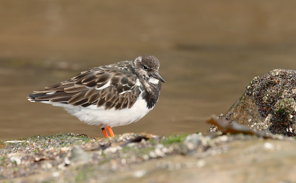 Turnstone_J4X2734