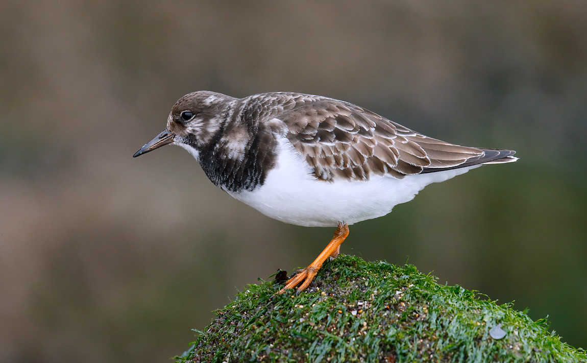 Turnstone_J4X2932