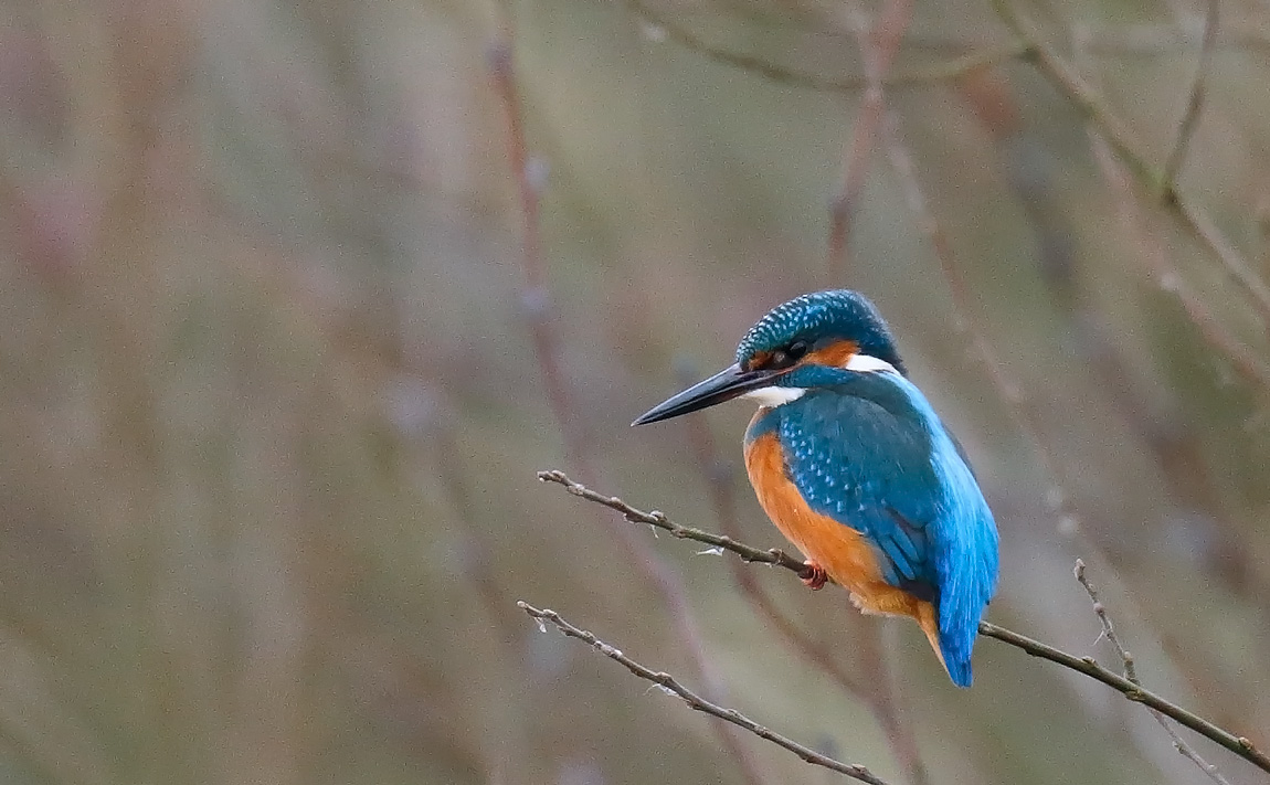 Kingfisher _J4X4394