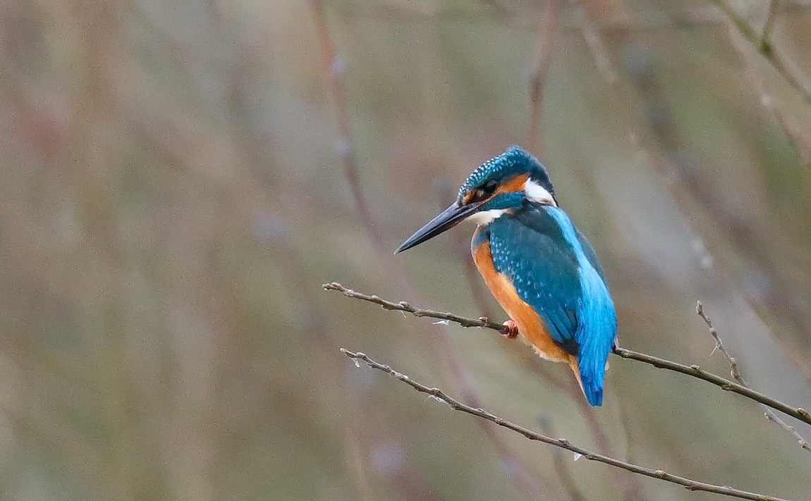 Kingfisher_J4X4418