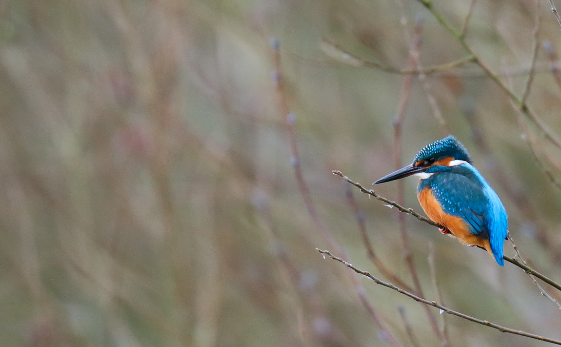 Kingfisher_J4X4454