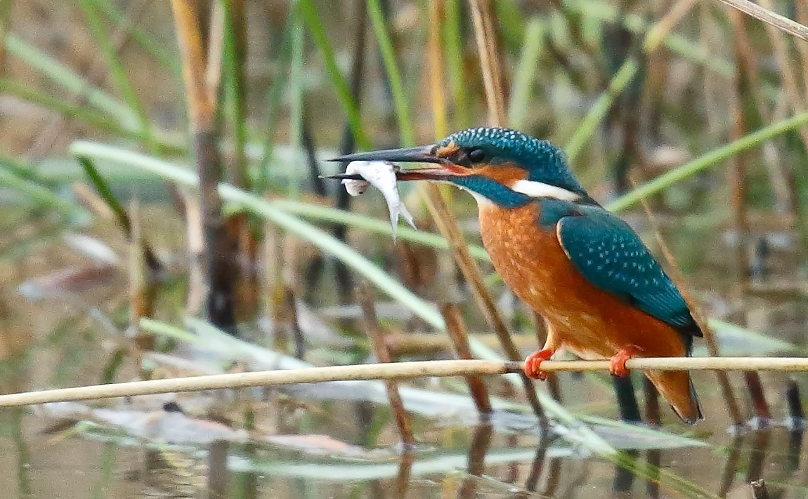 Kingfisher_J4X4476