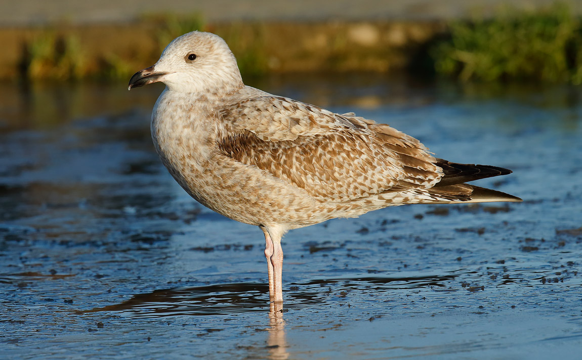 1st winter Herring Gull_J4X5336