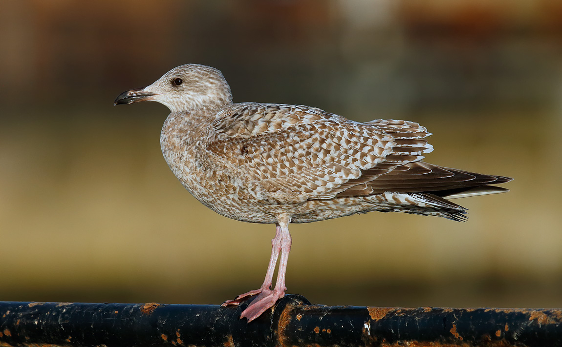 1st winter Herring Gull_J4X5376