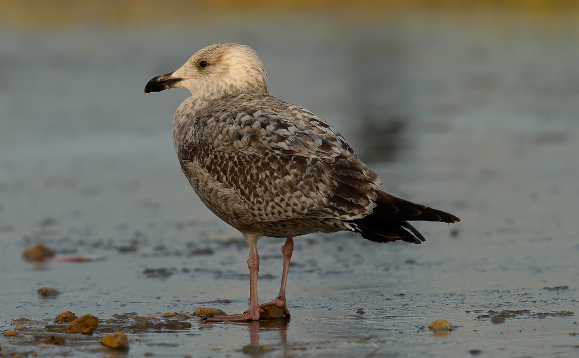 1st winter Herring Gull_J4X5398