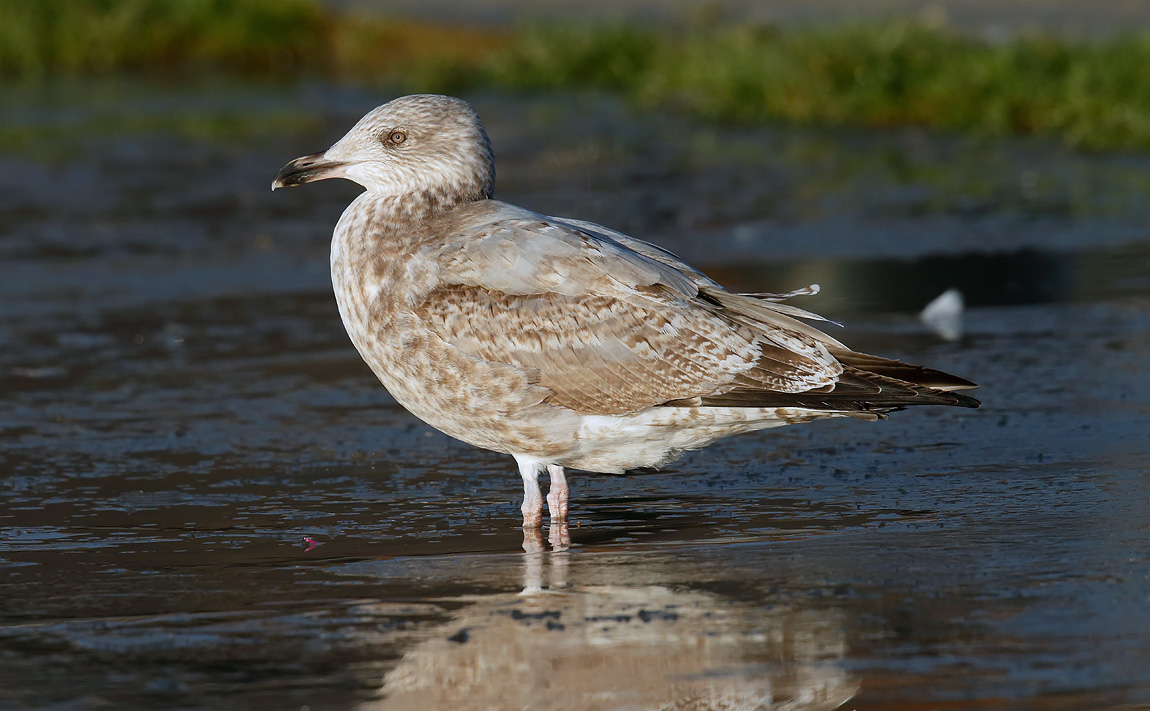 2nd Winter Herring Gull_J4X5383