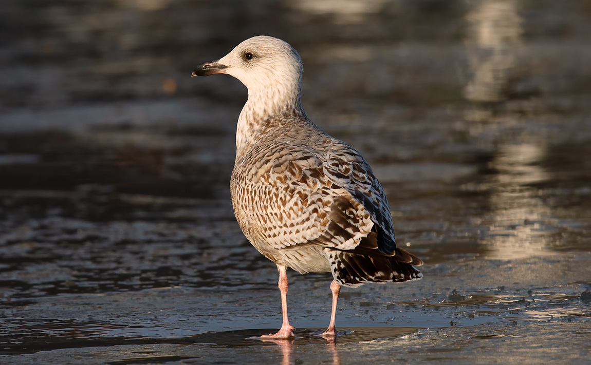 2nd w Herring Gull _J4X5386