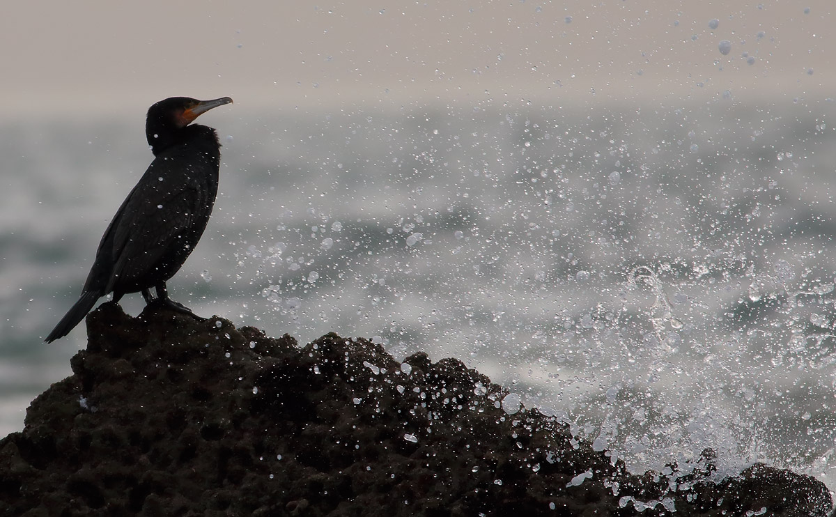 Cormorant_S1Q2078