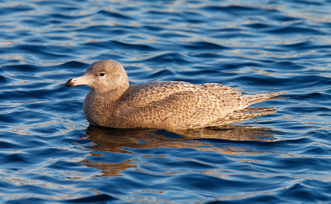 Glaucous Gull Juv _J4X5305