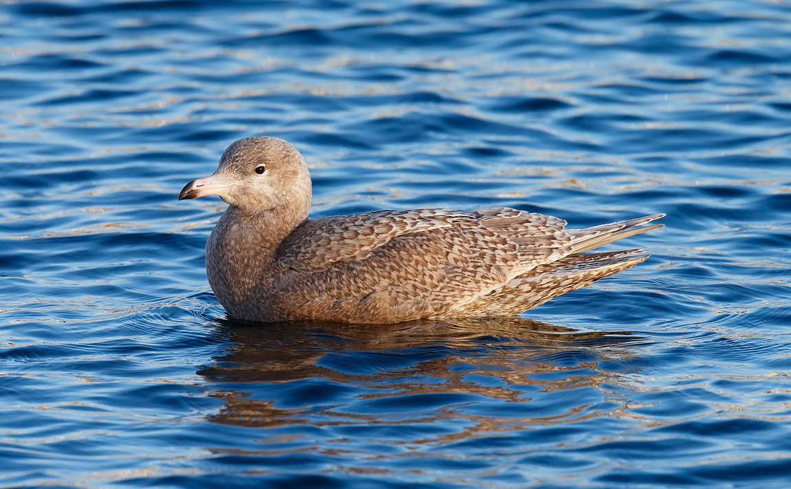 Glaucous Gull Juv _J4X5312