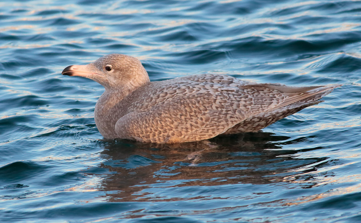 Glaucous Gull Juv_S1Q1971