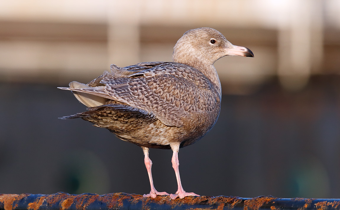 Glaucous Gull _J4X5279