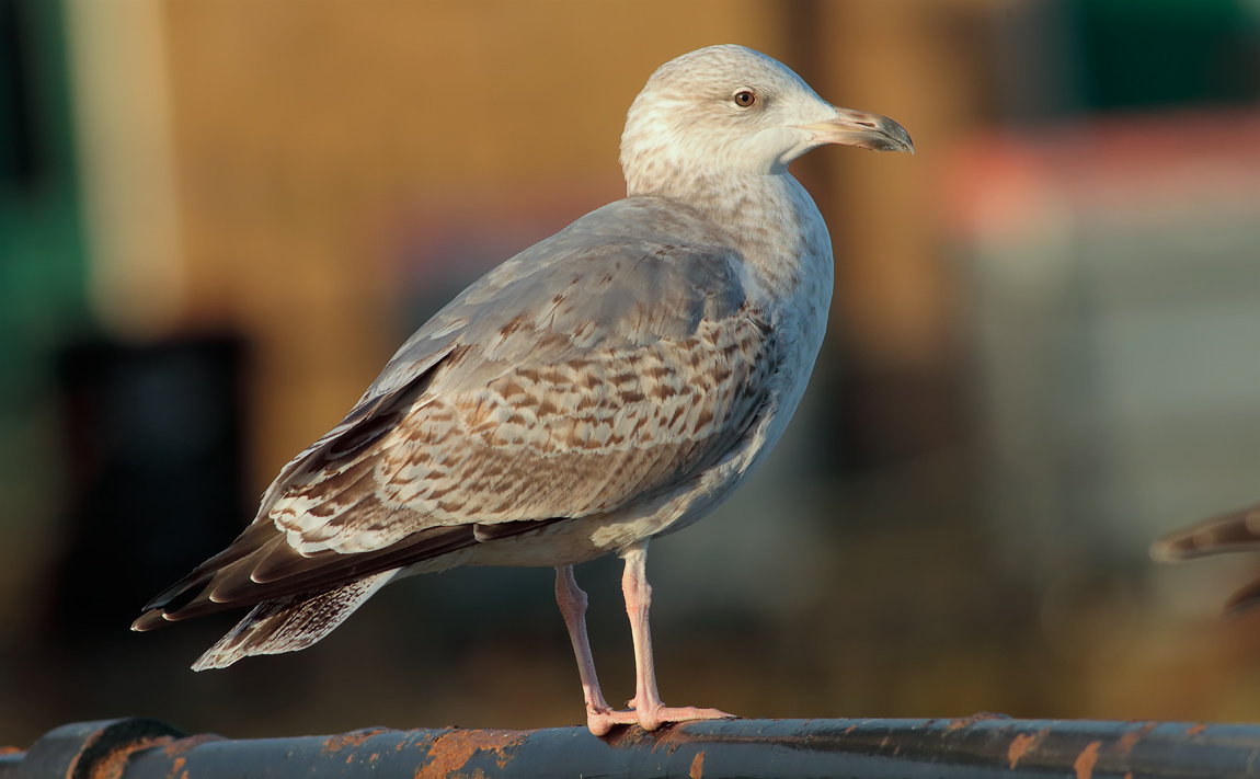 Herring Gull 2nd winter_S1Q2059