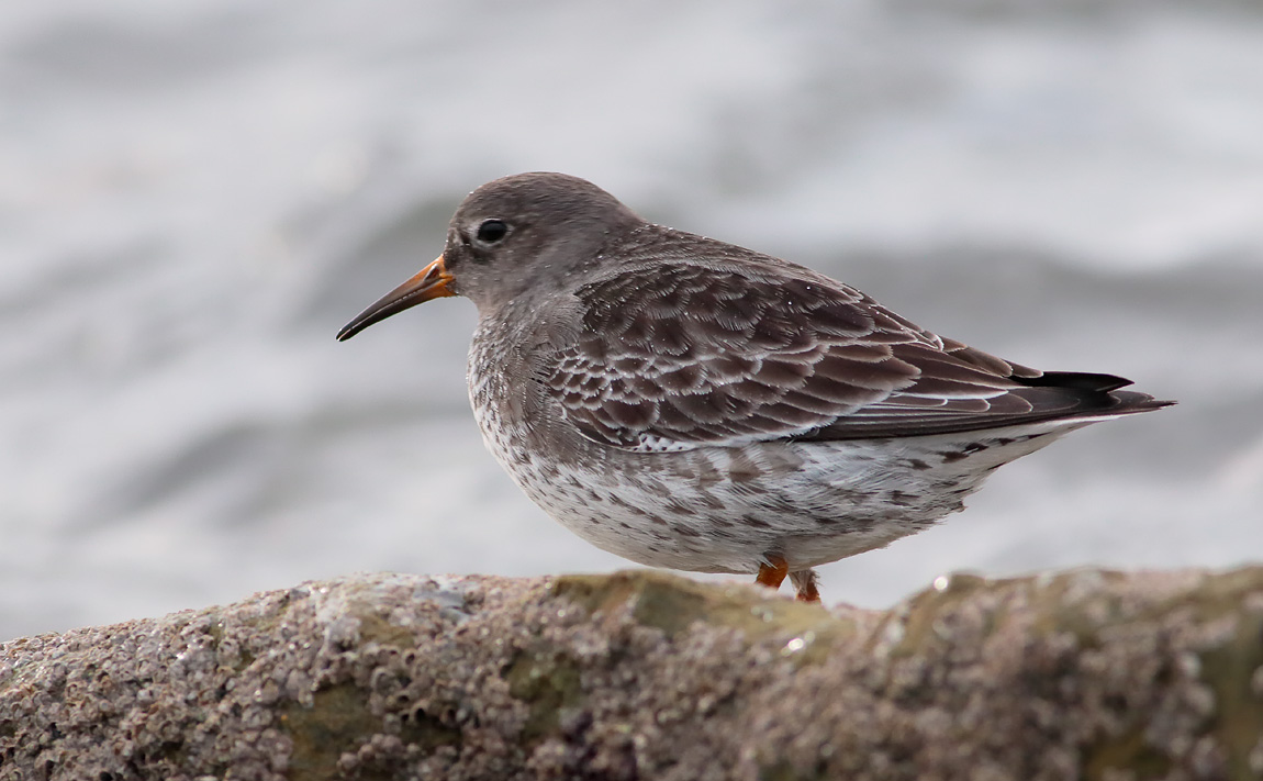 Purple Sandpiper _S1Q2105