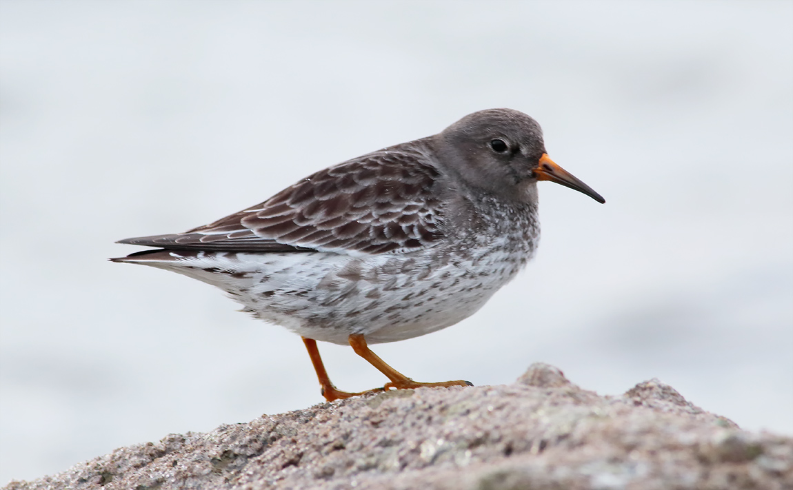 Purple Sandpiper _S1Q2121