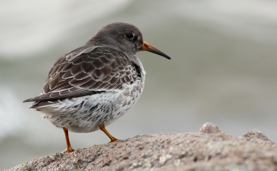 Purple Sandpiper_S1Q2113
