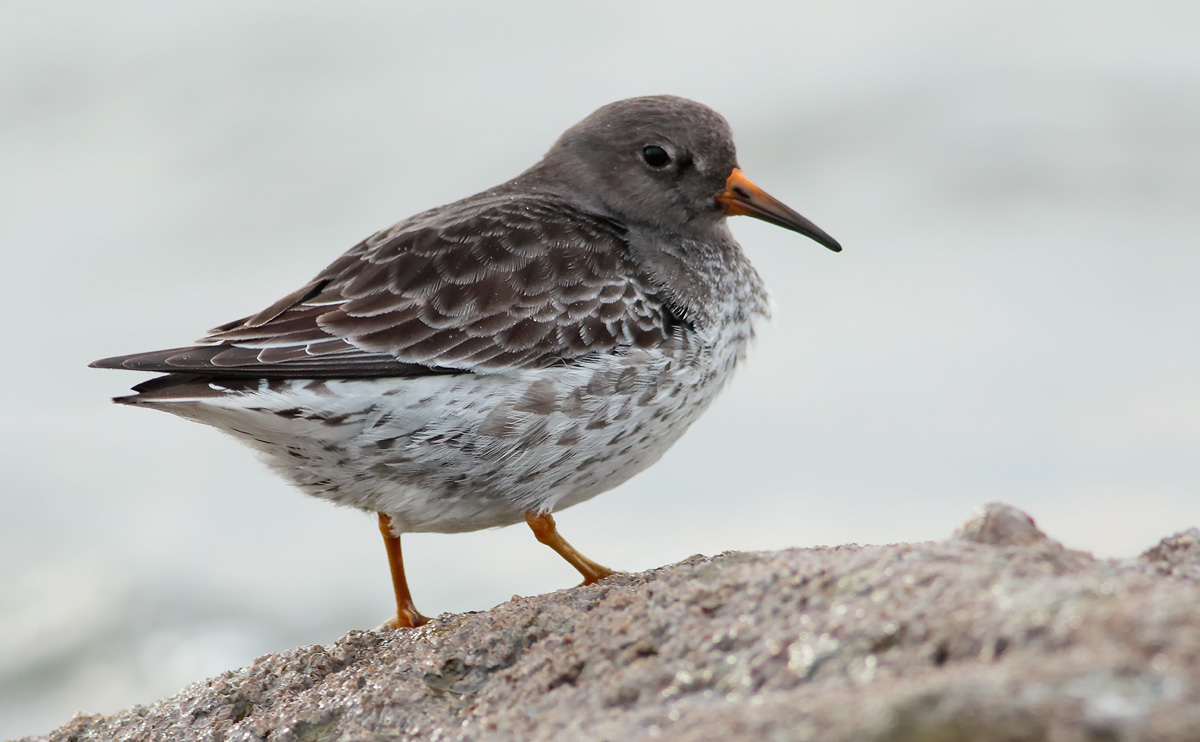 Purple Sandpiper_S1Q2116