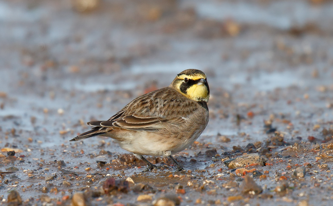Shore Lark _J4X5470