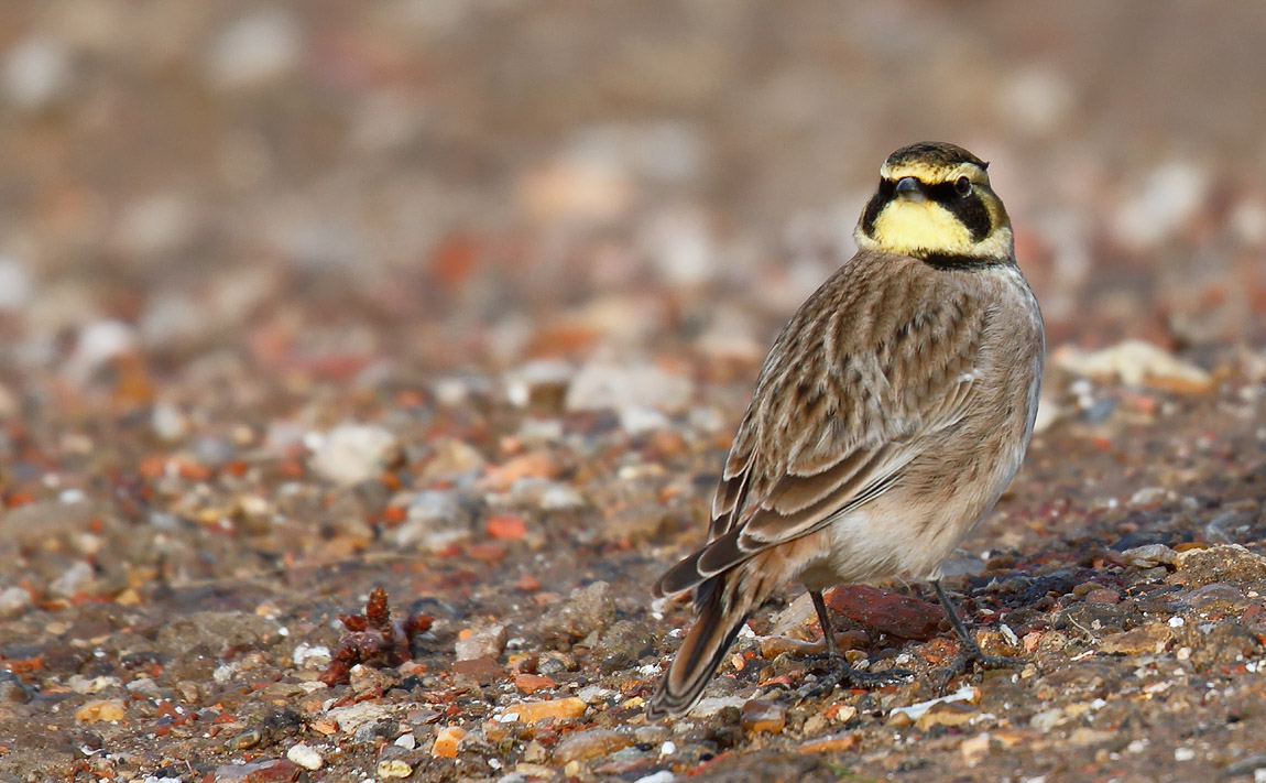 Shore Lark _J4X5483