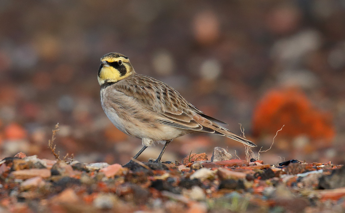 Shore Lark _J4X5521