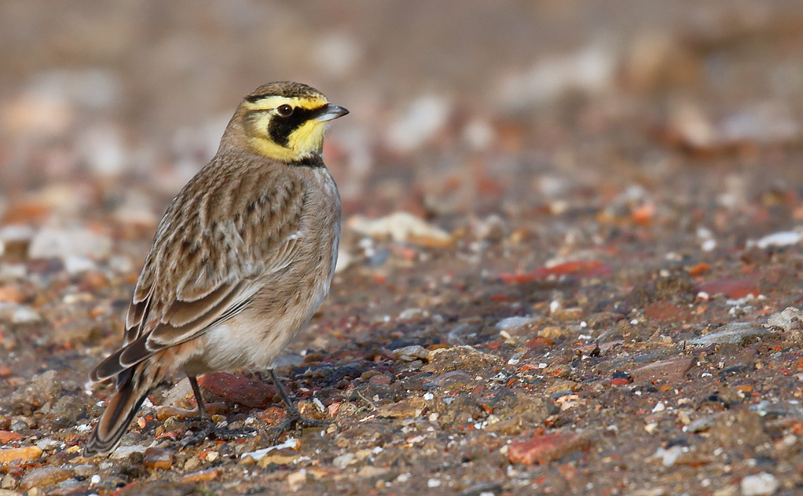 Shore Lark_J4X5485